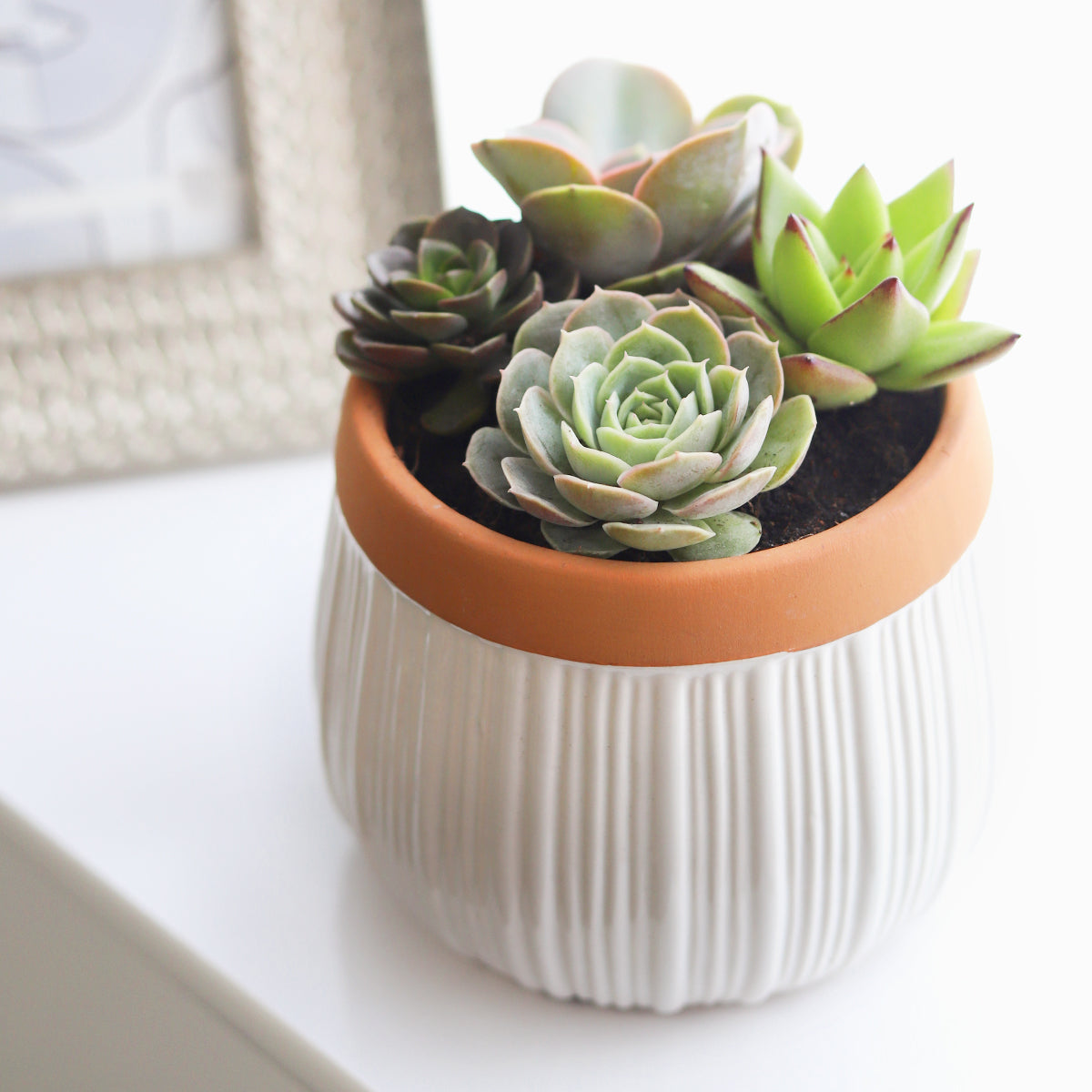 white succulent vase Succulent Arrangement in White Ceramic Planter with Terracotta Rim