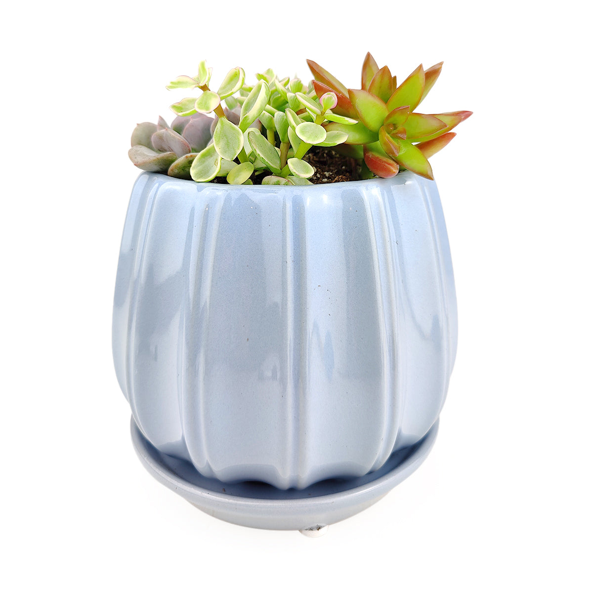 Succulent Arrangement In Blue Ceramic Contour Planter Succulents Box 6846