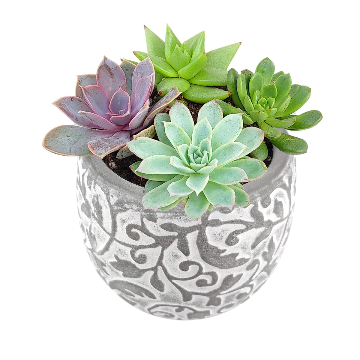 Succulent Arrangement in Hayden Ceramic Planter