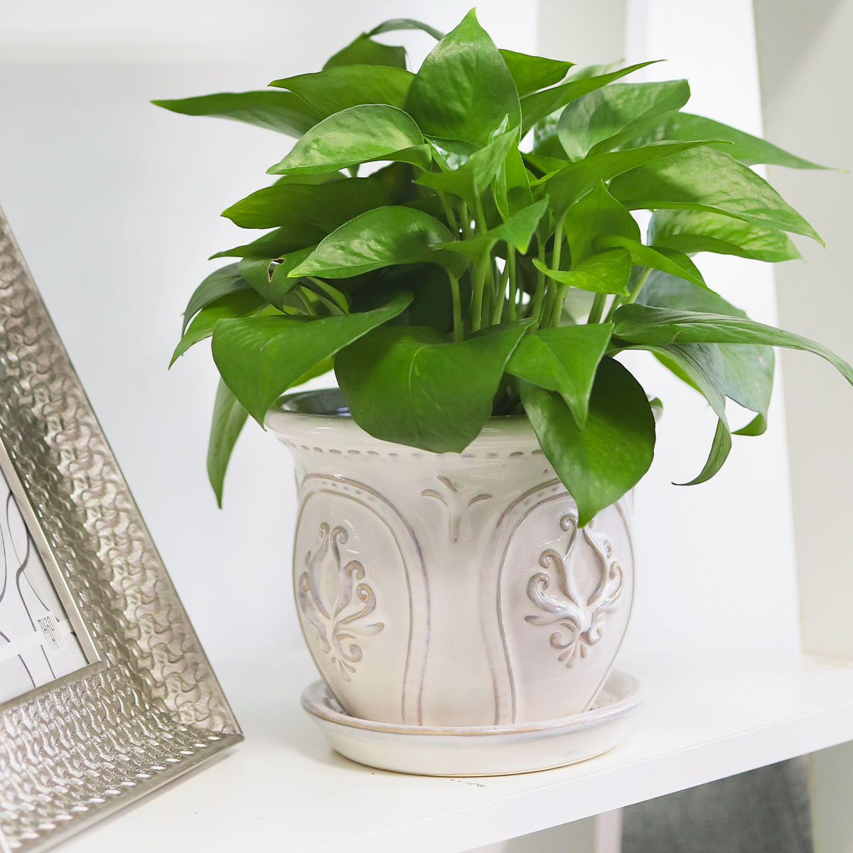 ceramic planter, classic pattern planter, white ceramic planter, 6 inch ceramic planter, classic ornate ceramic planter, houseplant pot, houseplant with saucer included for sale