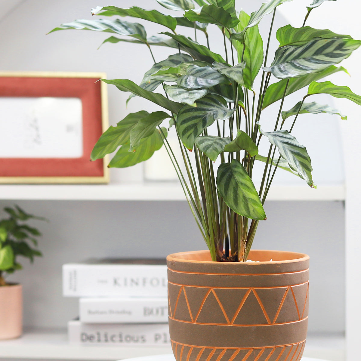 buy terracotta pot online, black clay pot, terracotta planter for sale