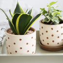 Carved polka dot clay pot for planting, Terracotta planter small and medium size for sale, 4 inch/ 5.5 inch clay pot for houseplants and succulents, Flower pot gift ideas