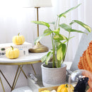 Ctenanthe Lubbersiana, Colorful foliage houseplant, Indoor Houseplant, Best Houseplant for Beginners, How to Care for Ctenanthe Lubbersiana, Ctenanthe Lubbersiana Care Tips, Houseplants