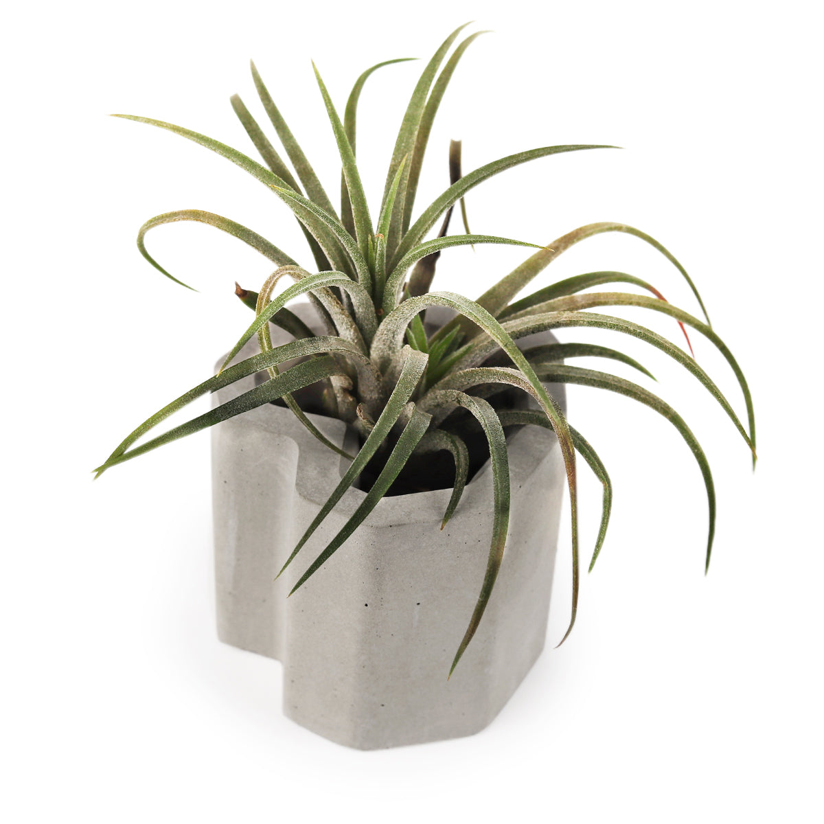 Heart-shaped Cement Air Plant Holder, mini planter, mini planter for succulents, mini cement planter, air plant holder, unique air plant holder