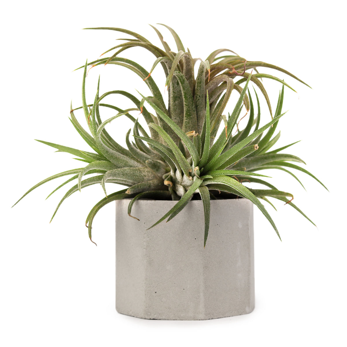 Mini Air Plant display ideas, air plant holder, air plant display, unique air plant holder, cement pot, cement pot for sale, cement plant pot, air plant holder ideas, cute air plant holder, mini succulent pot