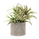 buy Round Cement Mini Air Plant Holder online, Mini Air Plant display ideas, air plant holder, air plant display, unique air plant holder, mini cement planter