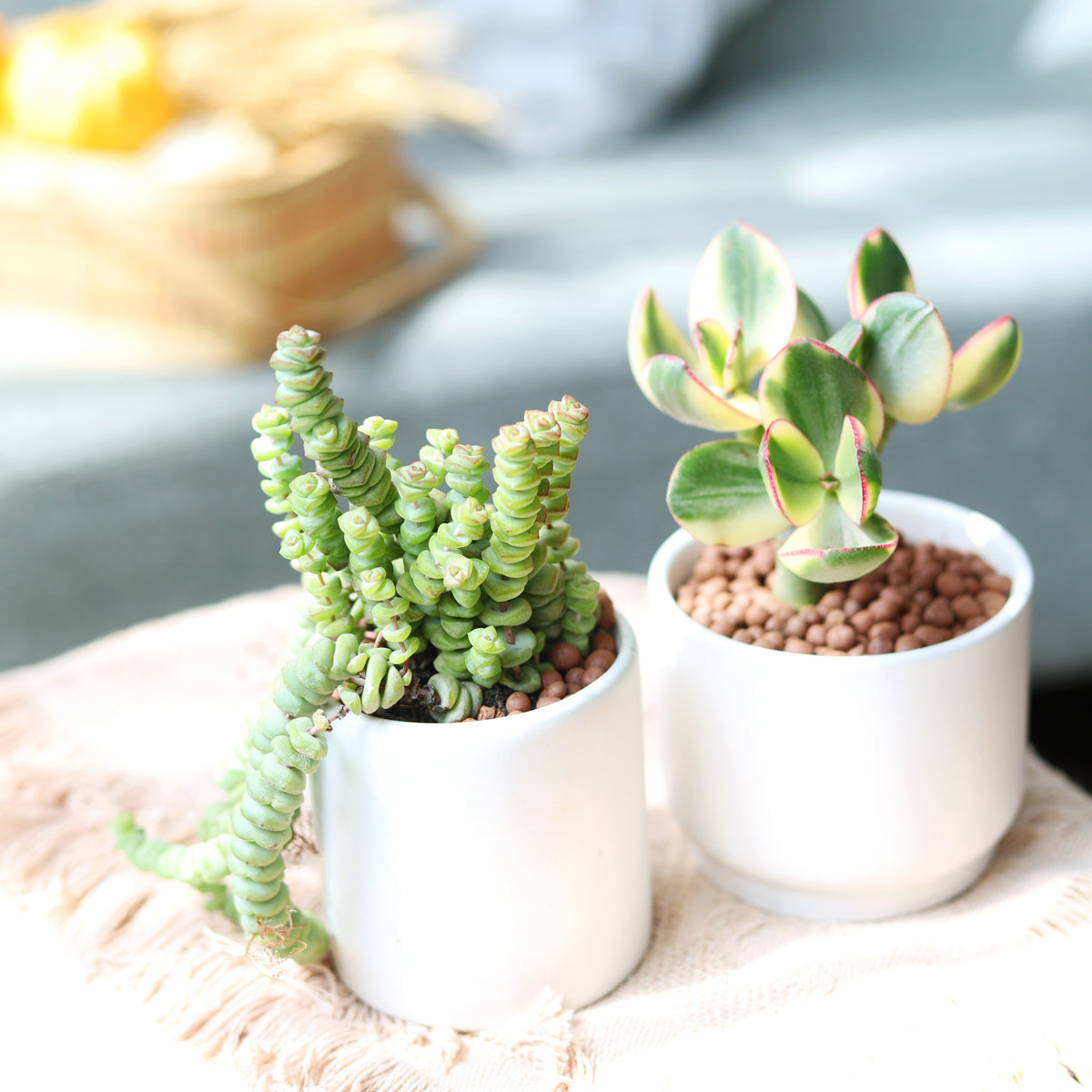 Valentine&#39;s Day Succulent Gift Box, Valentine&#39;s Day Gift Ideas 2024, Valentine&#39;s Day Gift Plants, Valentine gift for women, Valentine gift for sale