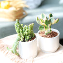 Valentines Day Gifts for Her 2024, Best Valentines Day Ideas for Him, 2024 Valentine&#39;s Day Gifts For Him, Succulent Gifts for Valentine&#39;s Day, Succulents For Valentine&#39;s Day, Succulent Plant Gift Ideas For Valentine&#39;s Day