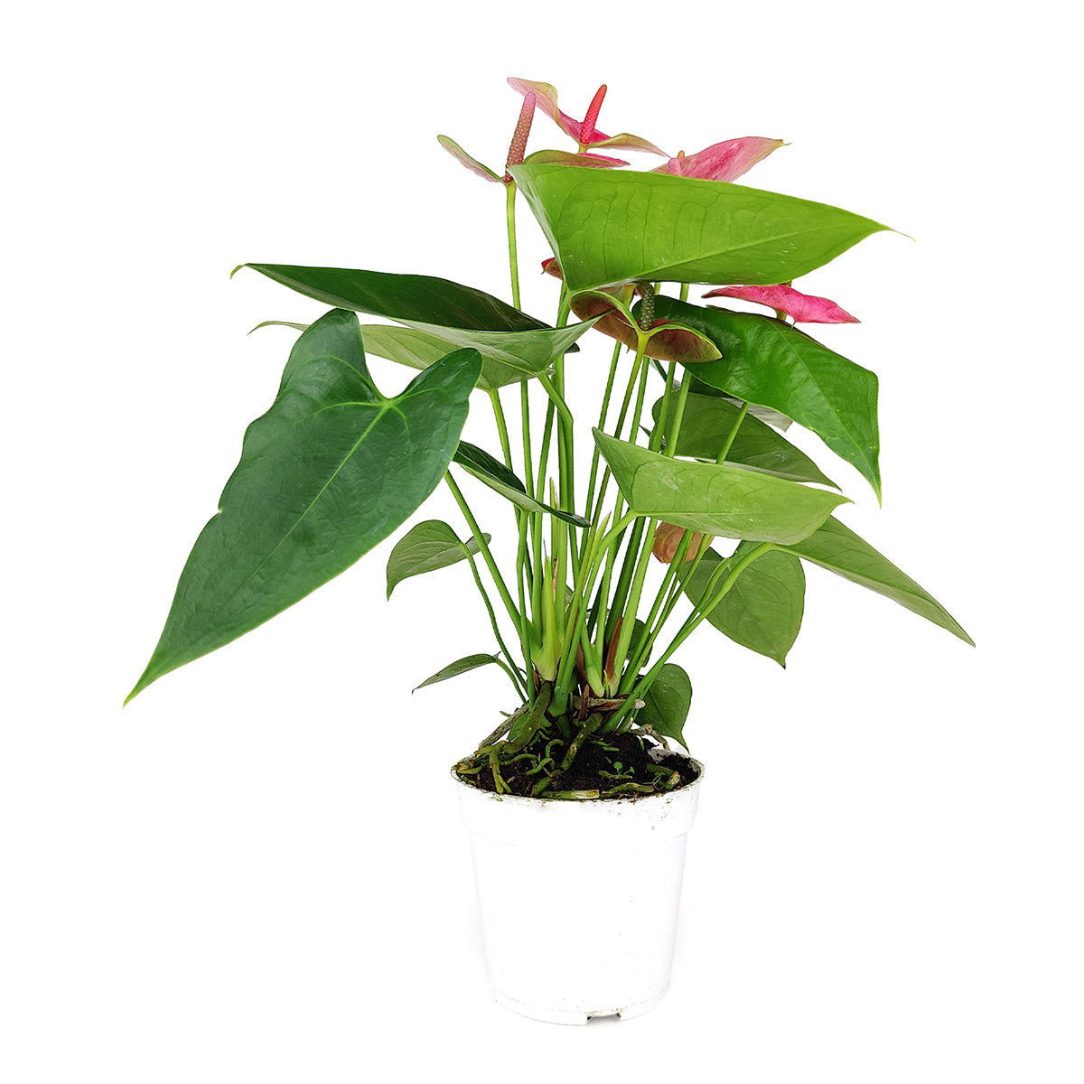 Anthurium Pink, Anthurium Flowers, Flowering Houseplants, Colorful Flowering Houseplants, Indoor Houseplants, Air Purifying Houseplant, Best Plants for Beginners, Easy Care Houseplant, Anthurium Plant Care Guide