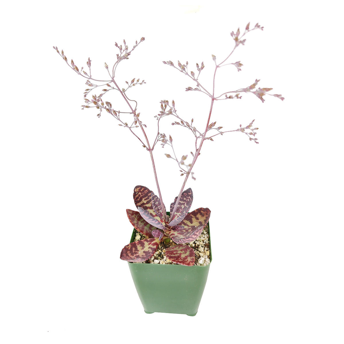 kalanchoe tiger succulent Kalanchoe Humilis Desert Surprise for Sales