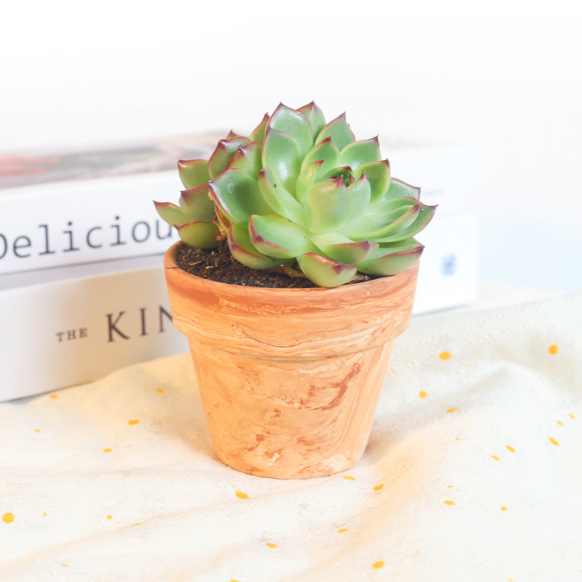 marble succulent pots Elegant Marble-Finish 2.5" Terra-cotta Pot with Drainage