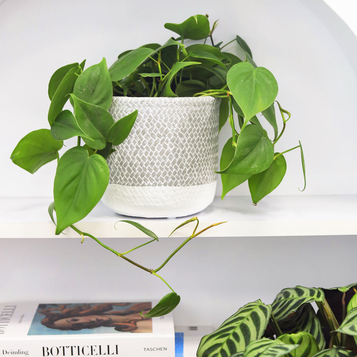 pot for plants near me 6 inch Reed Grey Round Cement Planter - Plant Pot with Drainage Hole
