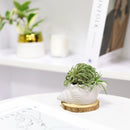 cement air plant holder, seashell air plant holder, Mini Air Plant Holder for sale, buy Cement Seashell Mini Air Plant Holder online, Mini Air Plant display ideas, air plant holder, seashell air plant holder for home and office decor