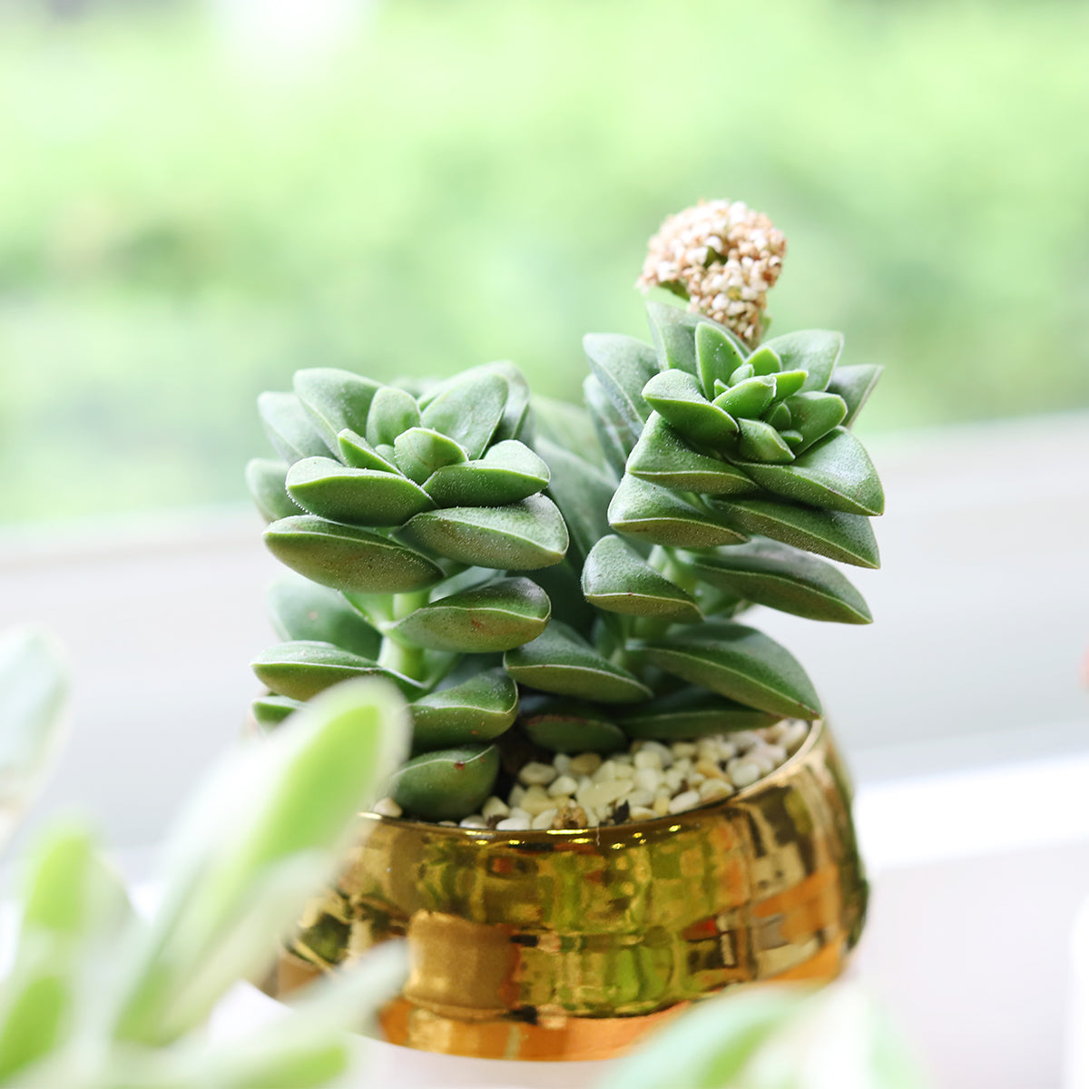 types of crassula succulents Crassula Springtime Succulent fully rooted with Care Guide 2 inch / White Modern Pot by Succulents Box
