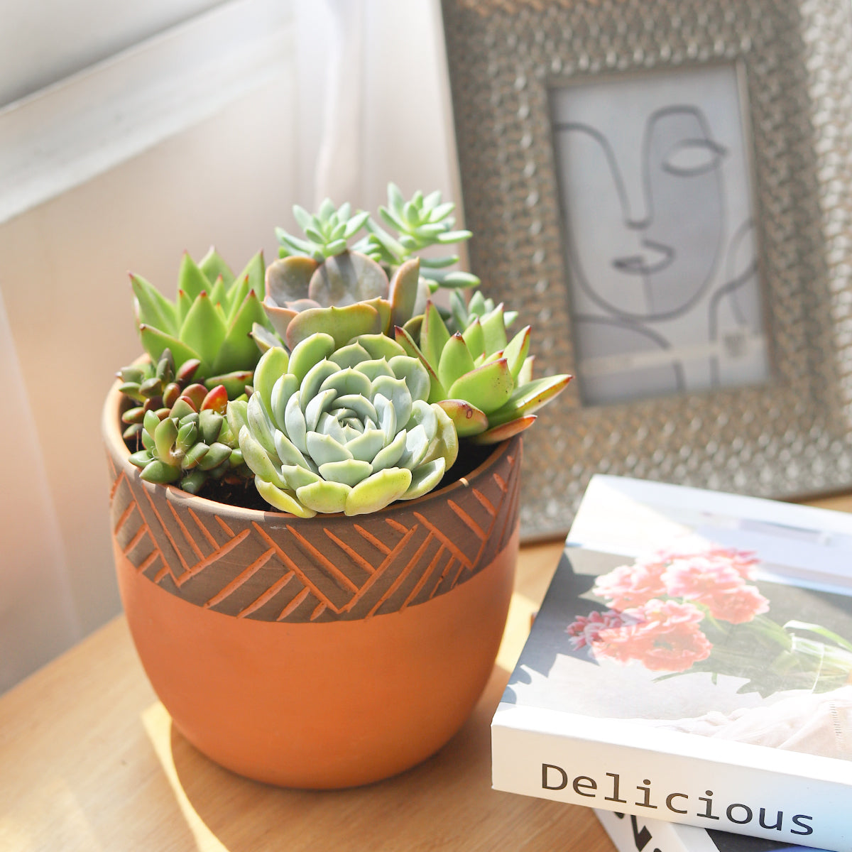 rosette succulents, colorful succulents, stunning succulent arrangement for home and office decor, succulents in 6-inch planter