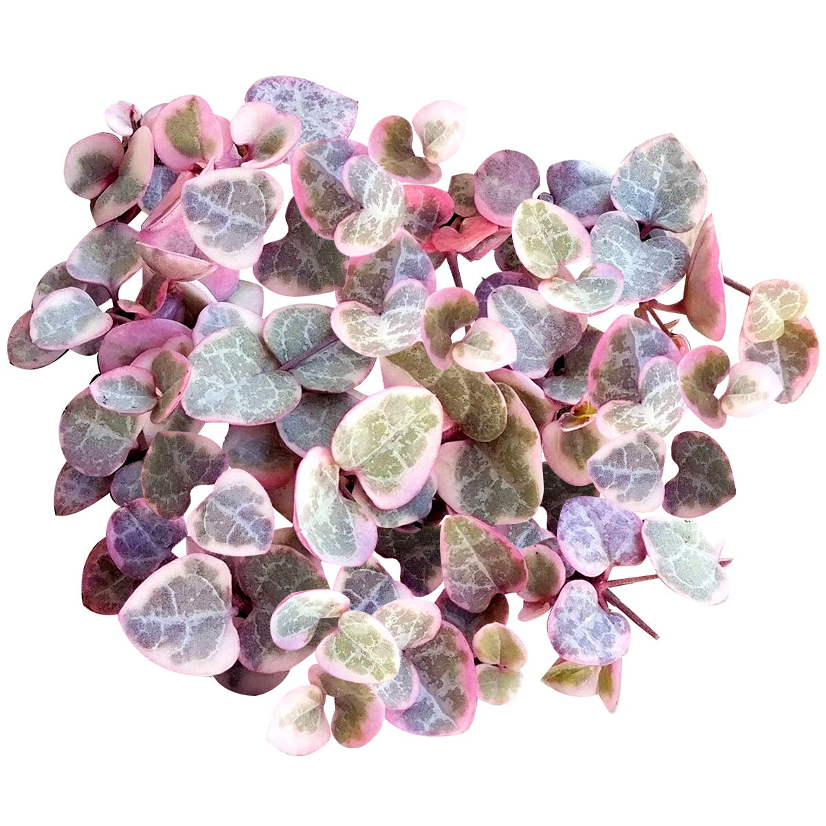 Tips for growing Variegated String of Hearts indoor home garden, Succulents, succulent plant, succulent subscription, succulents store in CA, Rare succulents, succulents shop in California, succulent care tips, cactus, Variegated String of Hearts in California, How to grow Variegated String of Hearts