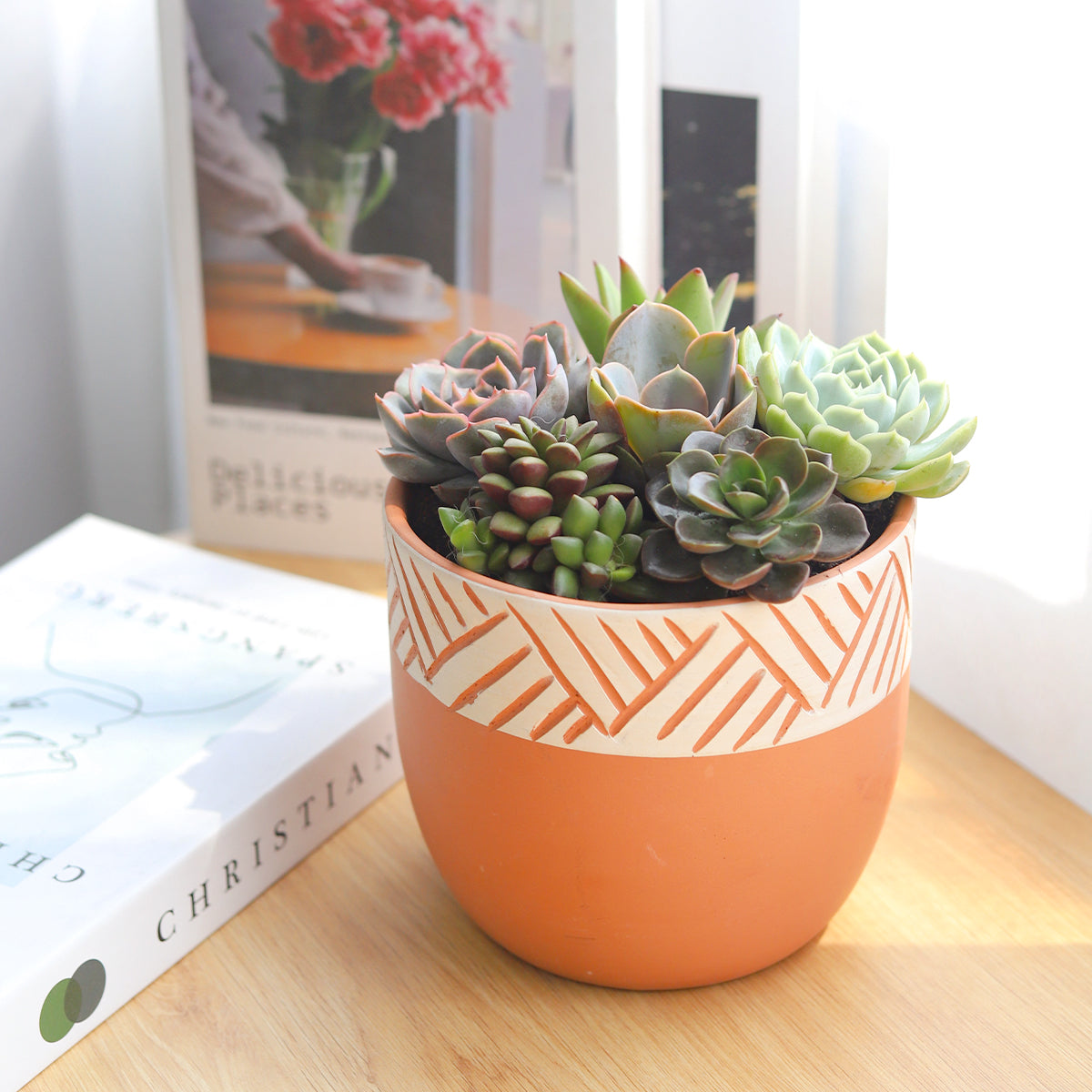 modern succulent arrangements Succulent Arrangement in Clay-White Modern Planter