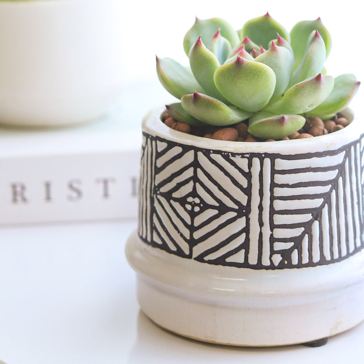 succulent tribe Tribal Geometric Ceramic Pot | Geometric Pot for Cactus & Succulent
