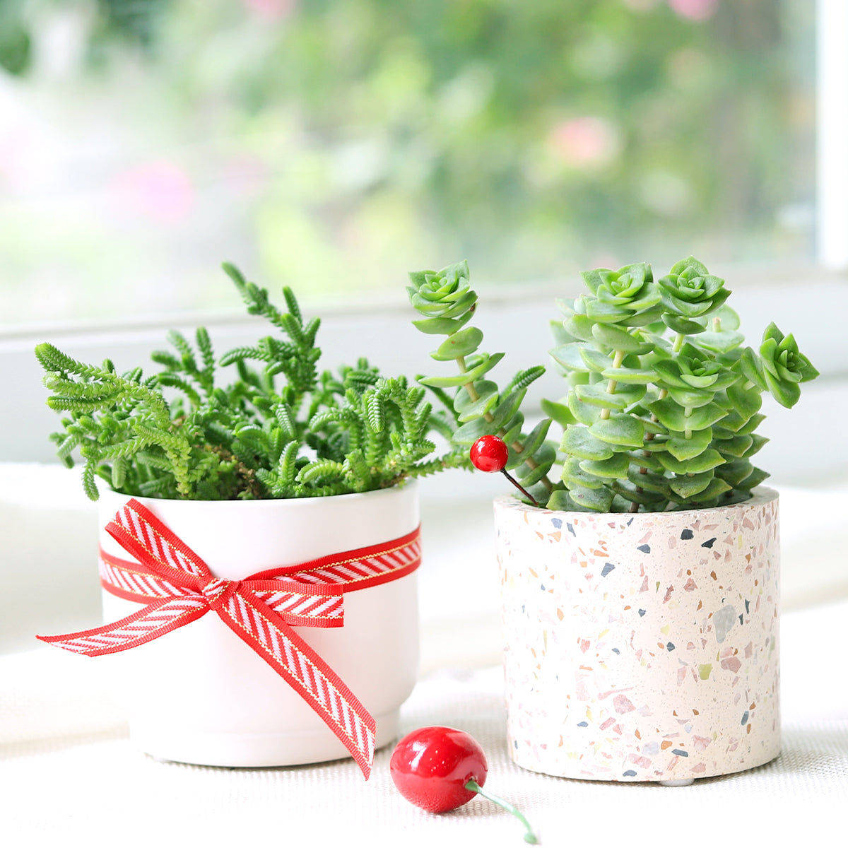 small ceramic pots for succulents Terrazzo Pot | Mini Ceramic Pot for Succulents, Cacti and Flowers