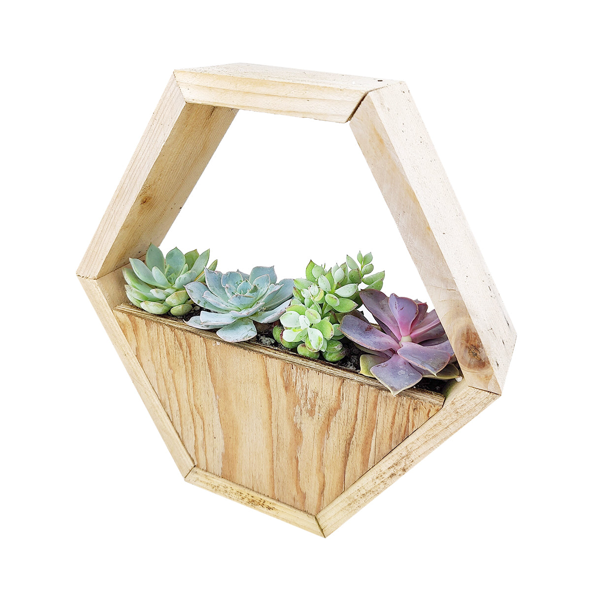 Random succulents in hexagon wall planter, Live Succulent Hexagon Wall Planters for sale online