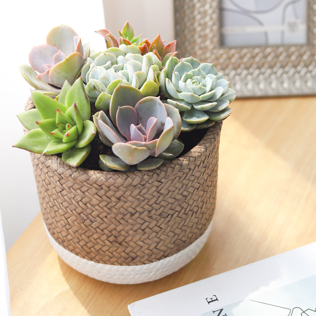 rosette succulents, colorful succulents, stunning succulent arrangement for home and office decor, succulents in 6-inch planter