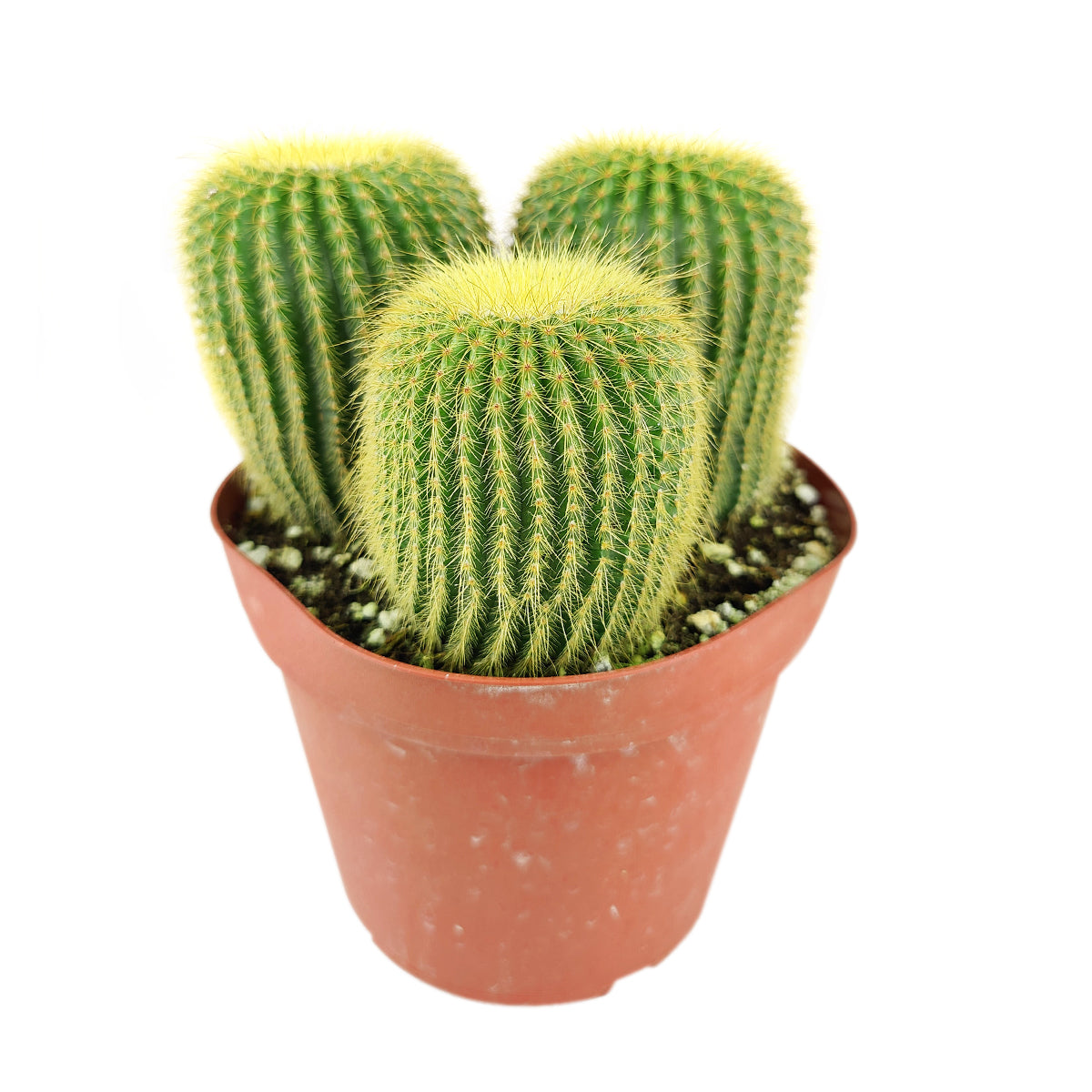 Cactus Garden Arrangement, Cacti, Random Cactus in Pot, Unique Cactus Arrangment, 3 kinds of cactus in pot for sale, 3 same cactus in pot