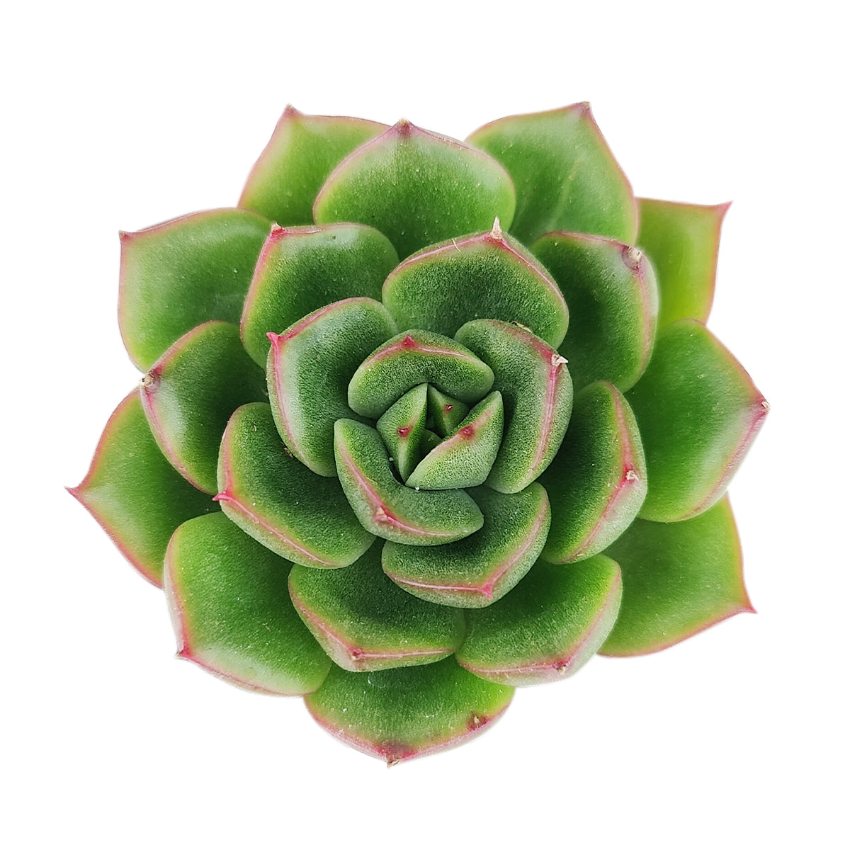 purple ceramic flower pots Decor Planter By Plantatorem Set of 4 / Green Stream main image 1
