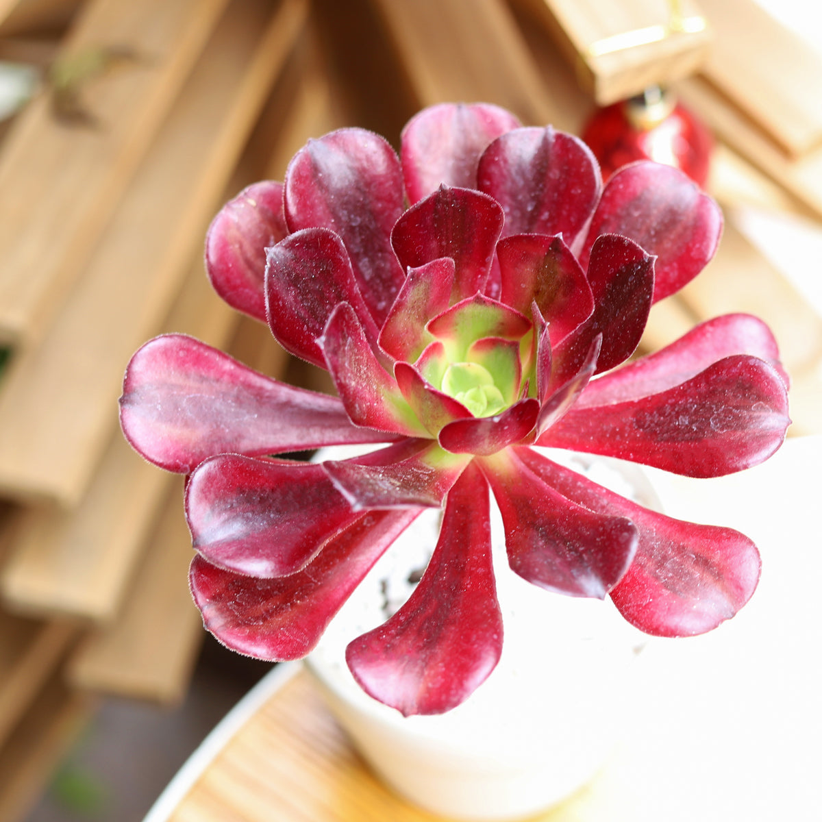 Aeonium Mardi Gras Rosettes Succulent Plant for sale, buy succulent online, Holiday decor ideas, Succulent gifts 