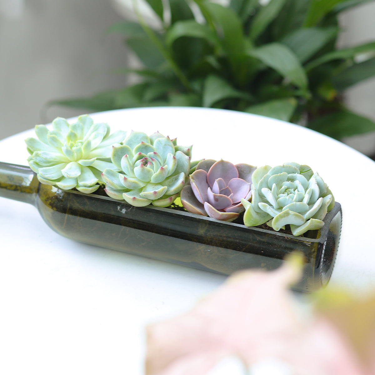 succulents in glass bottles Succulent Wine Bottle Arrangement, Succulent Decoration Ideas