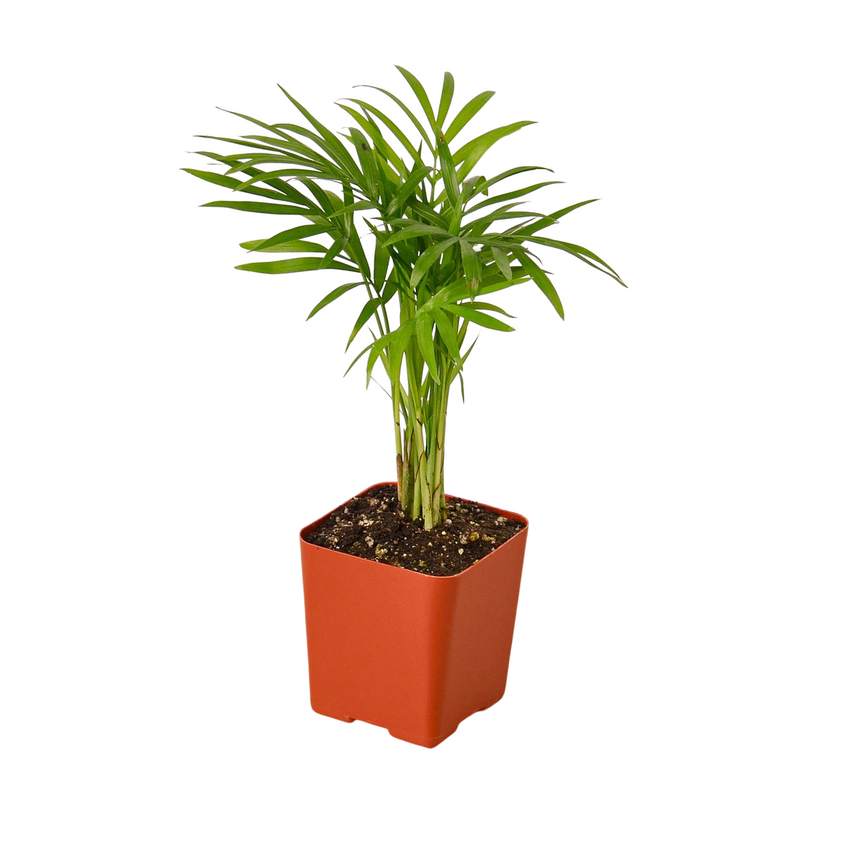 buy 3" tropical plant variety bundle live houseplant 3" pot online, curated mix of beginner tropical varieties, upright and trailing growth habits, tolerates typical indoor humidity, no specialized fertilizer needed, stylish accent for any cozy nook or desk, perfect plant gift bundle