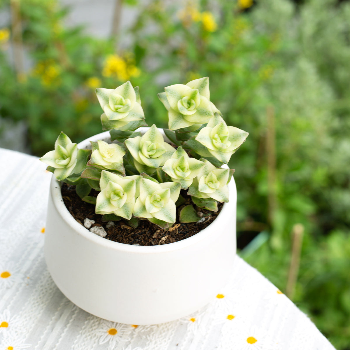 Gift Plant with Pot for sale online, Potted succulent plants as gifts, Unique Gift Ideas for Mother's Day, Buy Plant Gift for Mom, Mother's Day Plant Gift Ideas