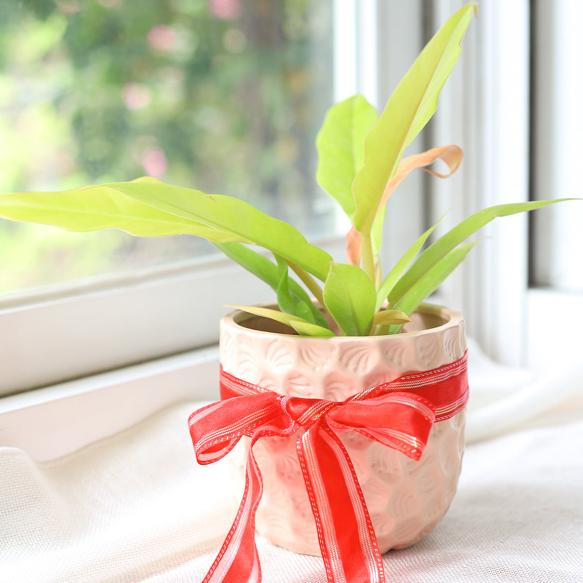 philodendron gergaji golden gator Philodendron Gergaji Golden