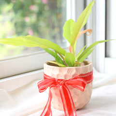 philodendron gergaji golden Philodendron Gergaji Golden - Colorful Tropical Live Indoor Plants