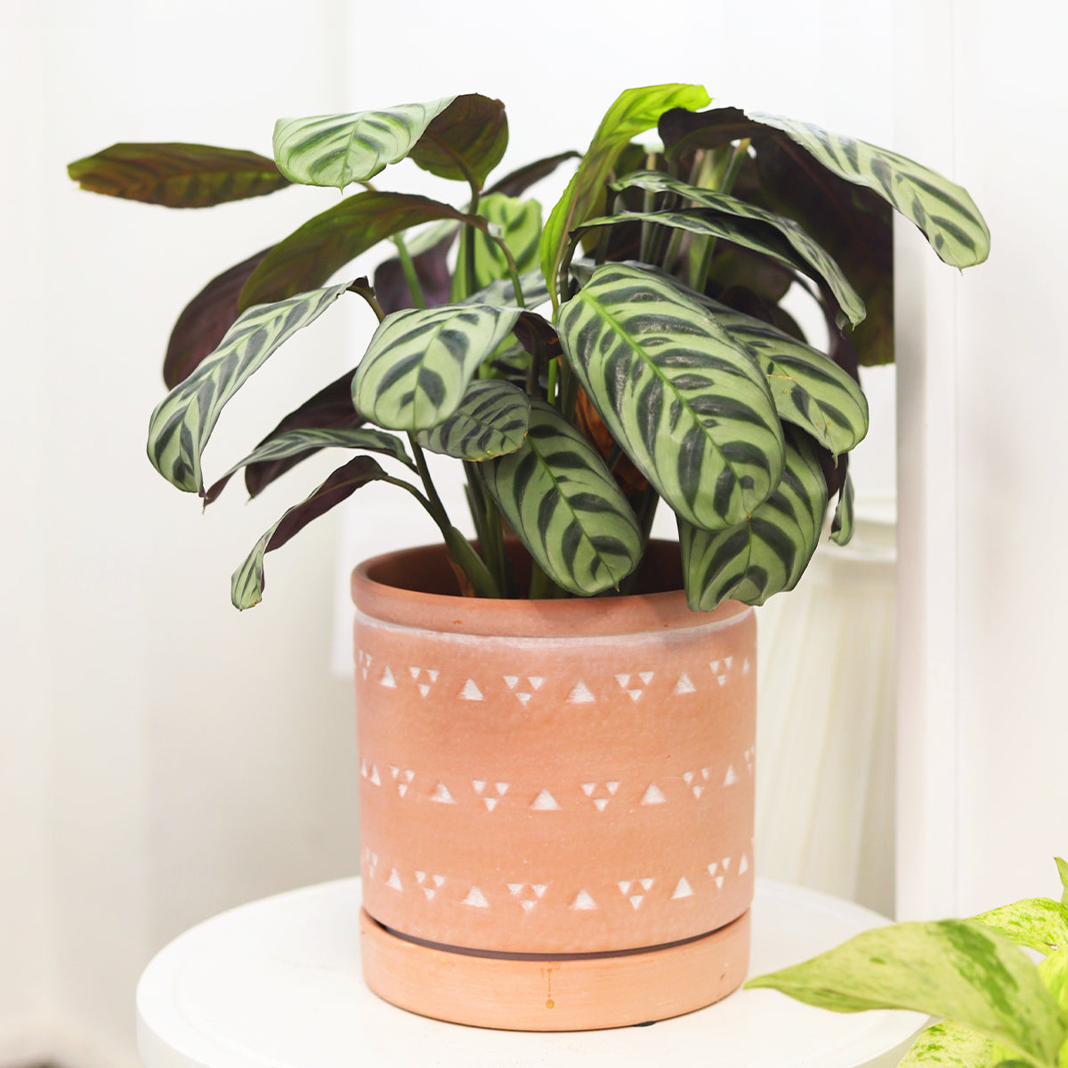 triangle succulent planter 6 inch Cylinder Terracotta Clay Geometric Triangle Pattern Planter