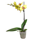 orchid plants, orchid pot, orchid, orchid flowers, orchid pots with holes, live orchid plants, phalaenopsis orchid, yellow orchid flowers, orchid flowers, Moth Orchid Plants