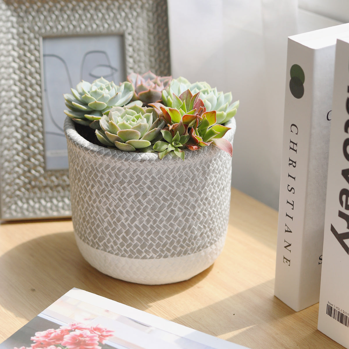 succulent in cement pot Succulent Arrangement in Grey Reed Cement Planter