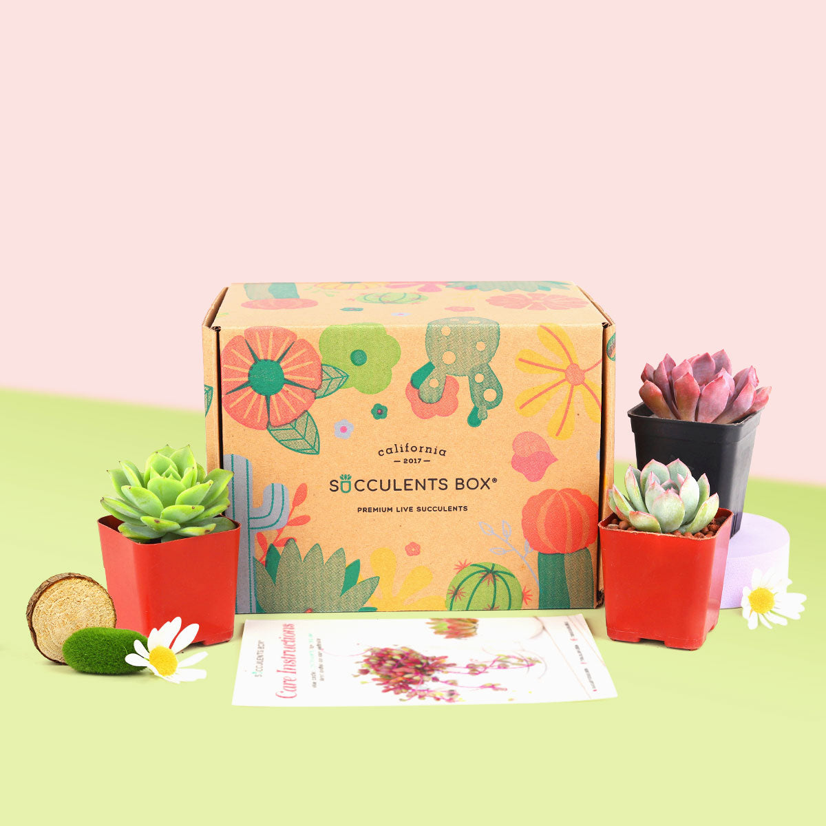 succulent a month club Live Succulent and Cactus Subscription Box Monthly | Succulent Gift Decor Ideas