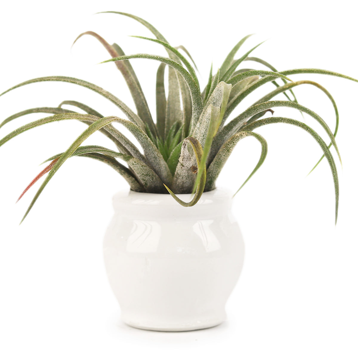 white ceramic mini air plant holder, air plant holder, mini pot for plant, mini pot for air plants, mini pot for succulents, compact-design air plant pot