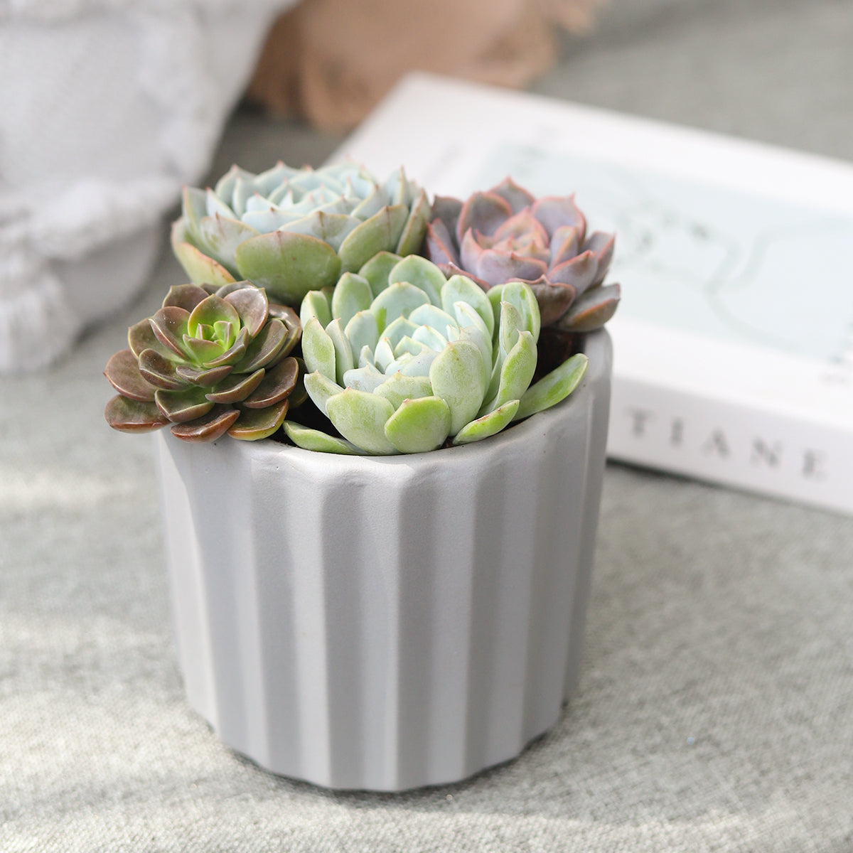 faux succulent in cement pot Succulent Arrangement in Grey Ceramic Faux Cement Planter