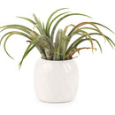 white ceramic mini air plant holder, air plant holder, mini pot for plant, mini pot for air plants, mini pot for succulents, buy air plant holder online, unique air plant display