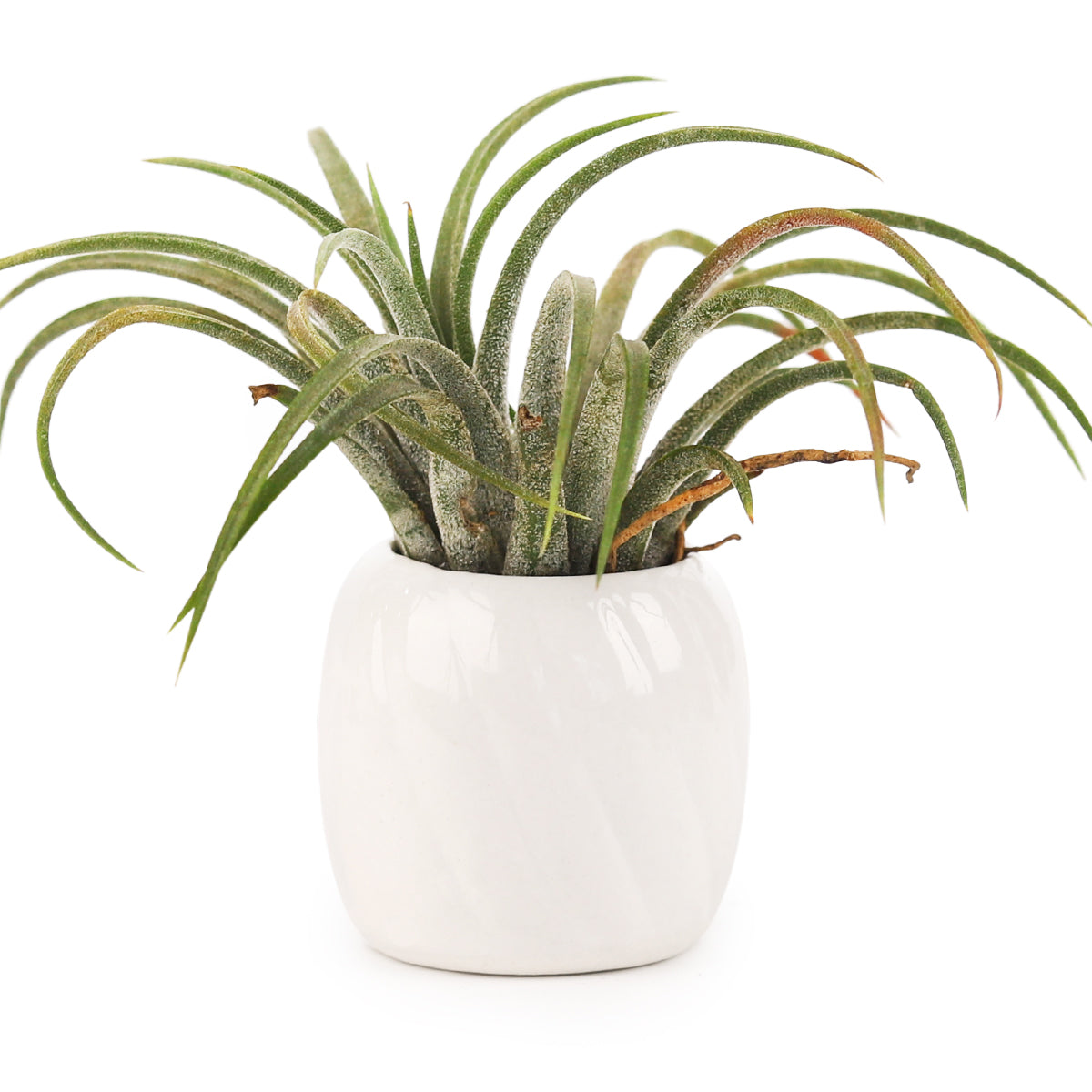 white ceramic mini air plant holder, air plant holder, mini pot for plant, mini pot for air plants, mini pot for succulents