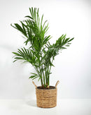 Areca Palm Indoor Tree