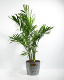 Areca Palm Indoor Tree