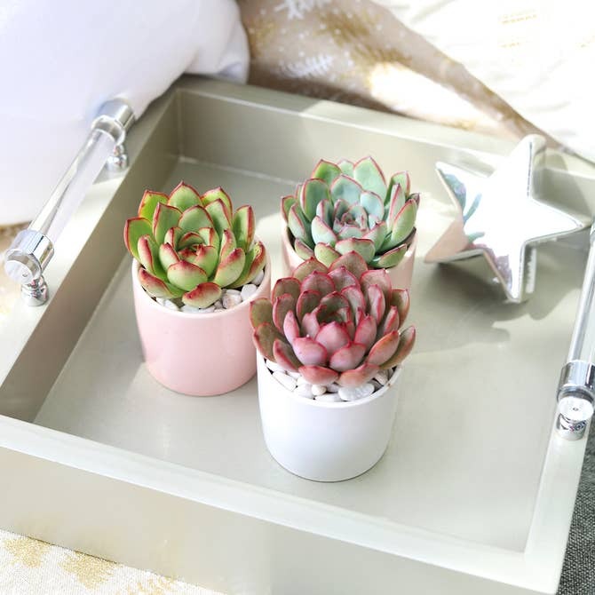 Succulent pot gift decor ideas, Small cylinder ceramic plant pot for sale, Succulent christmas holiday decoration
