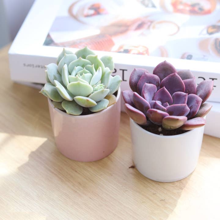 Live Echeveria Collection, Set of 6-20 Rooted Rosette Plants, Colorful Pastel Succulent Sampler, Premium Plant Lover Gift