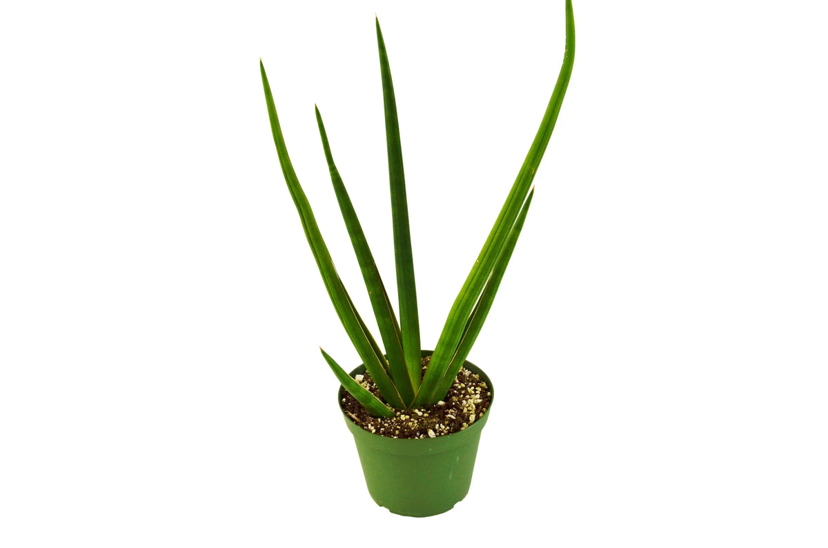 3" pot snake plant cylindrica live houseplant for sale, smooth firm tube leaves with grey green variegation, compact upright clumping form, survives weeks without water, natural indoor air purifier with cam photosynthesis, versatile decor piece for shelves or windowsills, a beginner friendly gift that lasts for years