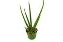 3" pot snake plant cylindrica live houseplant for sale, smooth firm tube leaves with grey green variegation, compact upright clumping form, survives weeks without water, natural indoor air purifier with cam photosynthesis, versatile decor piece for shelves or windowsills, a beginner friendly gift that lasts for years