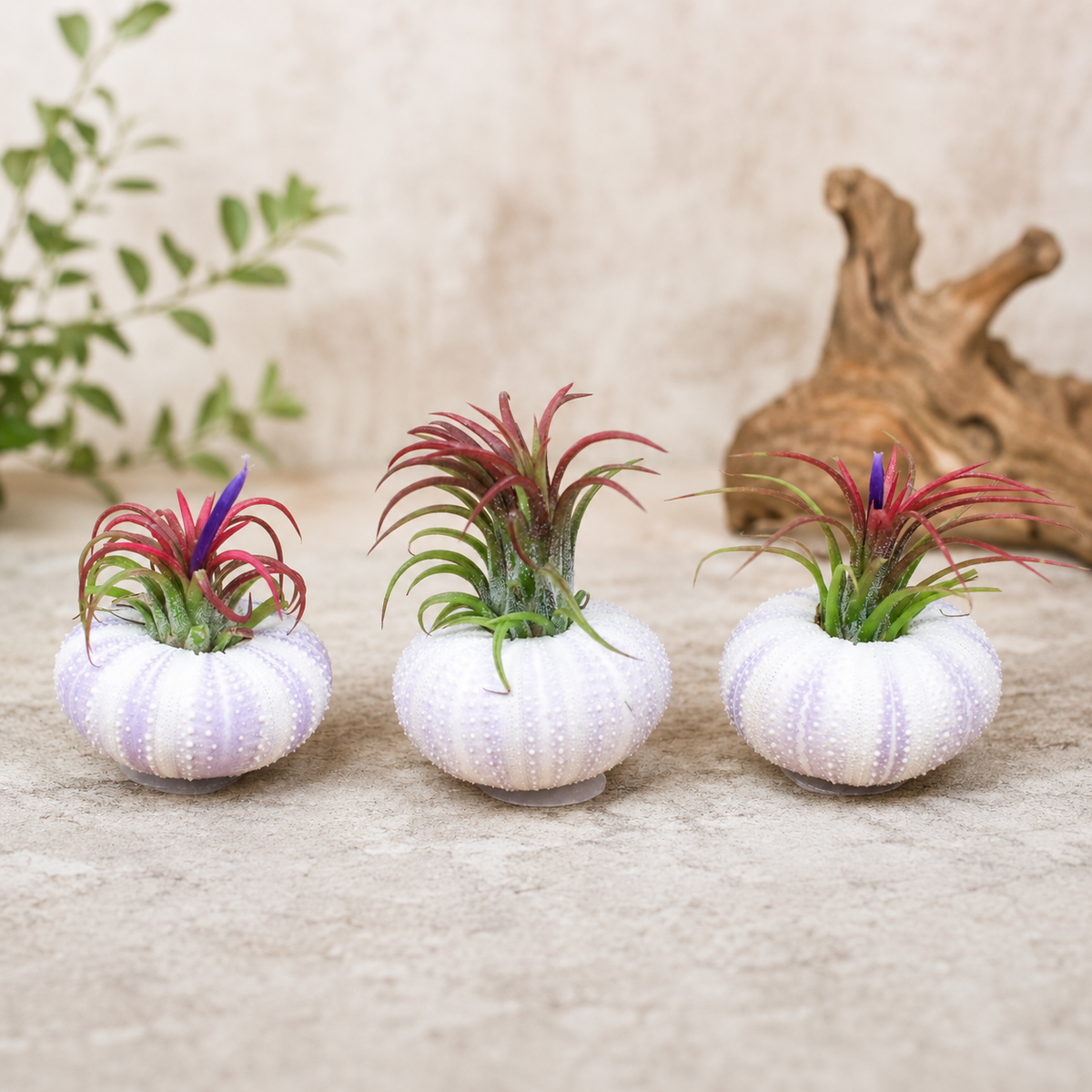 air plant styling Set of 3 Purple Urchins with Tillandsia Air Plants