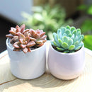Live Echeveria Collection, Set of 6-20 Rooted Rosette Plants, Colorful Pastel Succulent Sampler, Premium Plant Lover Gift