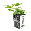 chester blackberry, chester blackberry for sale in ca, buy chester blackberry online